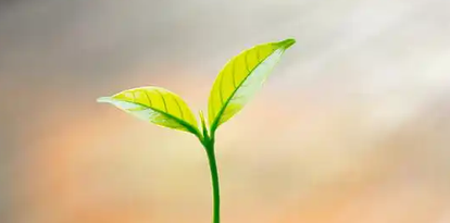 中阳环球代理招商的主账户如何展示光芒